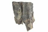 Fossil Woolly Rhino (Coelodonta) Tooth - Siberia #210654-1